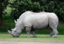 Seven-year-old Paige steps up: walking to safeguard rhinos from poaching