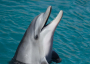 England's sole Bottlenose dolphin population under threat, warn researchers      