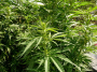 Police raid uncovers 1,200 cannabis plants near Spalding; three arrested