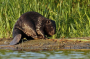West London welcomes back beavers with the support of Amazon as rewilding projects aid in nature's recovery