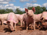 UK supermarkets halt supplies from Lincolnshire pig farm after animal cruelty allegations